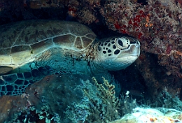 Sipadan_2015_Tortue Franche_Chelonia mydas_IMG_2183_rc